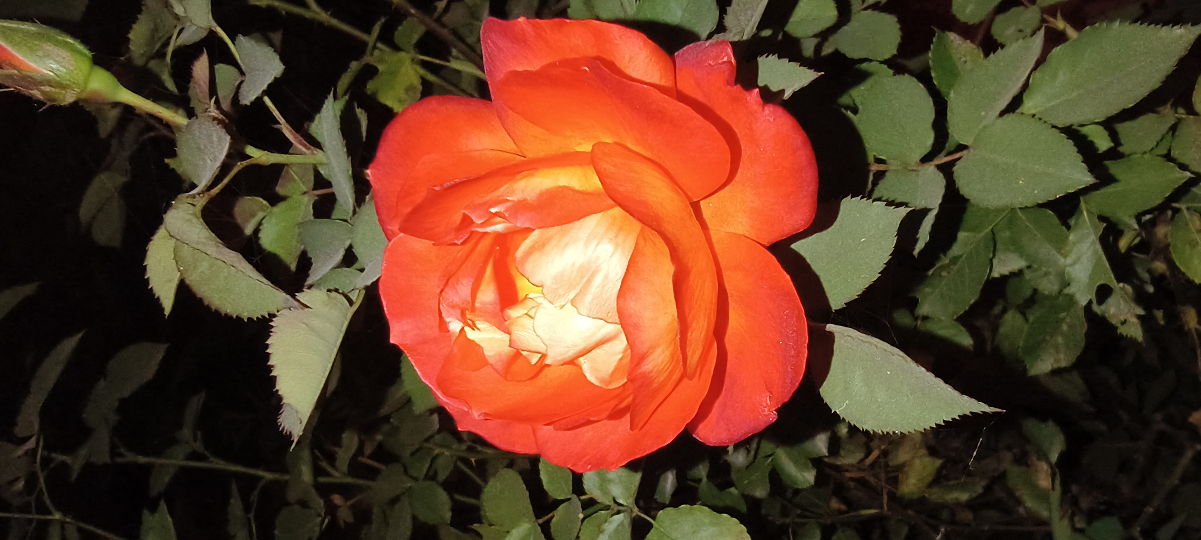 Chandni Sharma gurnani  - portfolio